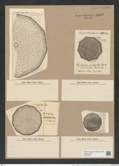 Stictodiscus multiplex (A. S.) JAnisch (de-Toni-Nr.: Genus 205, Species 5265) Zeichnungen Sammlung Grunow Nr. 9056 (NHMW-BOT-W0378796)